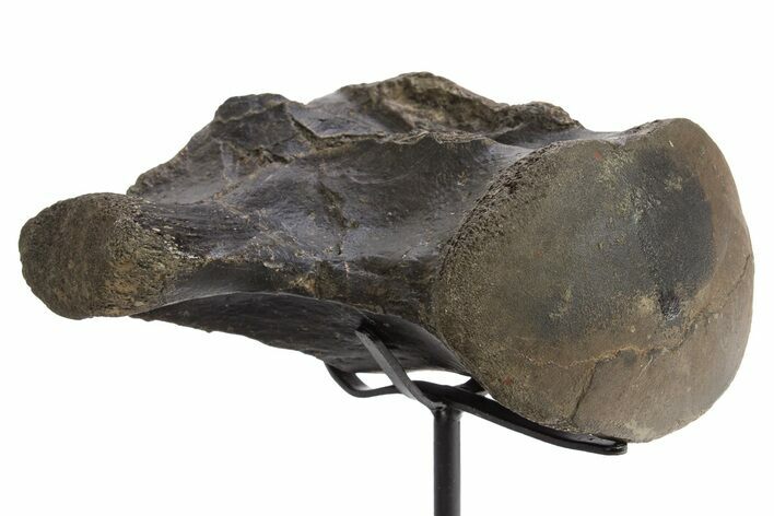 Fossil Mosasaur (Clidastes?) Vertebra w/ Metal Stand - Texas #316021
